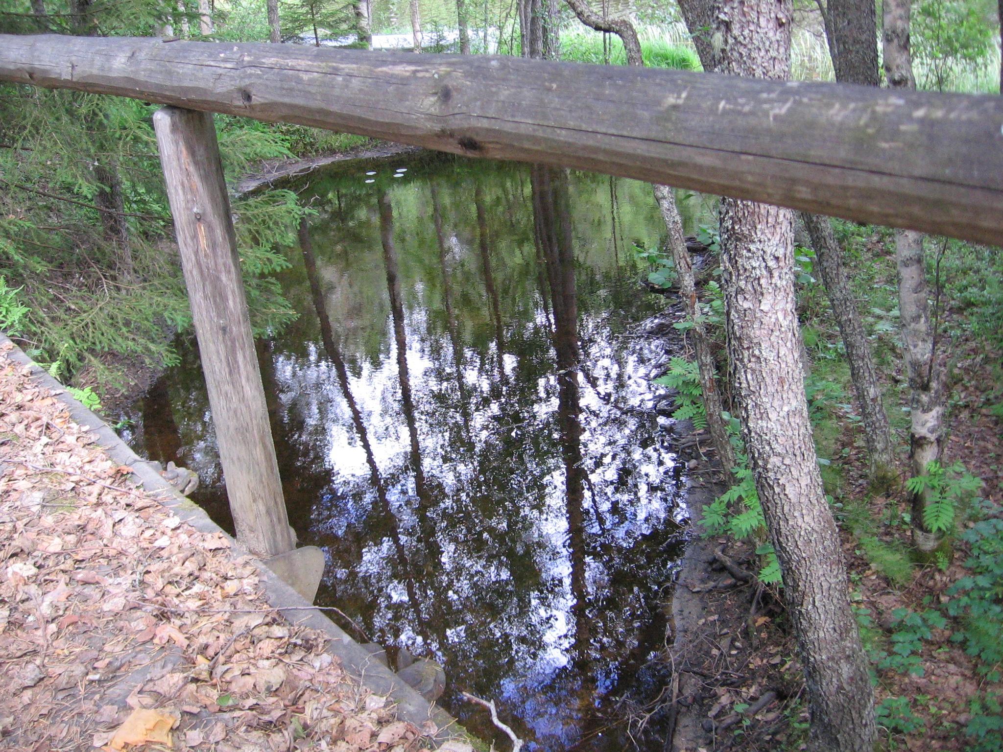 maisema metsätien varrella