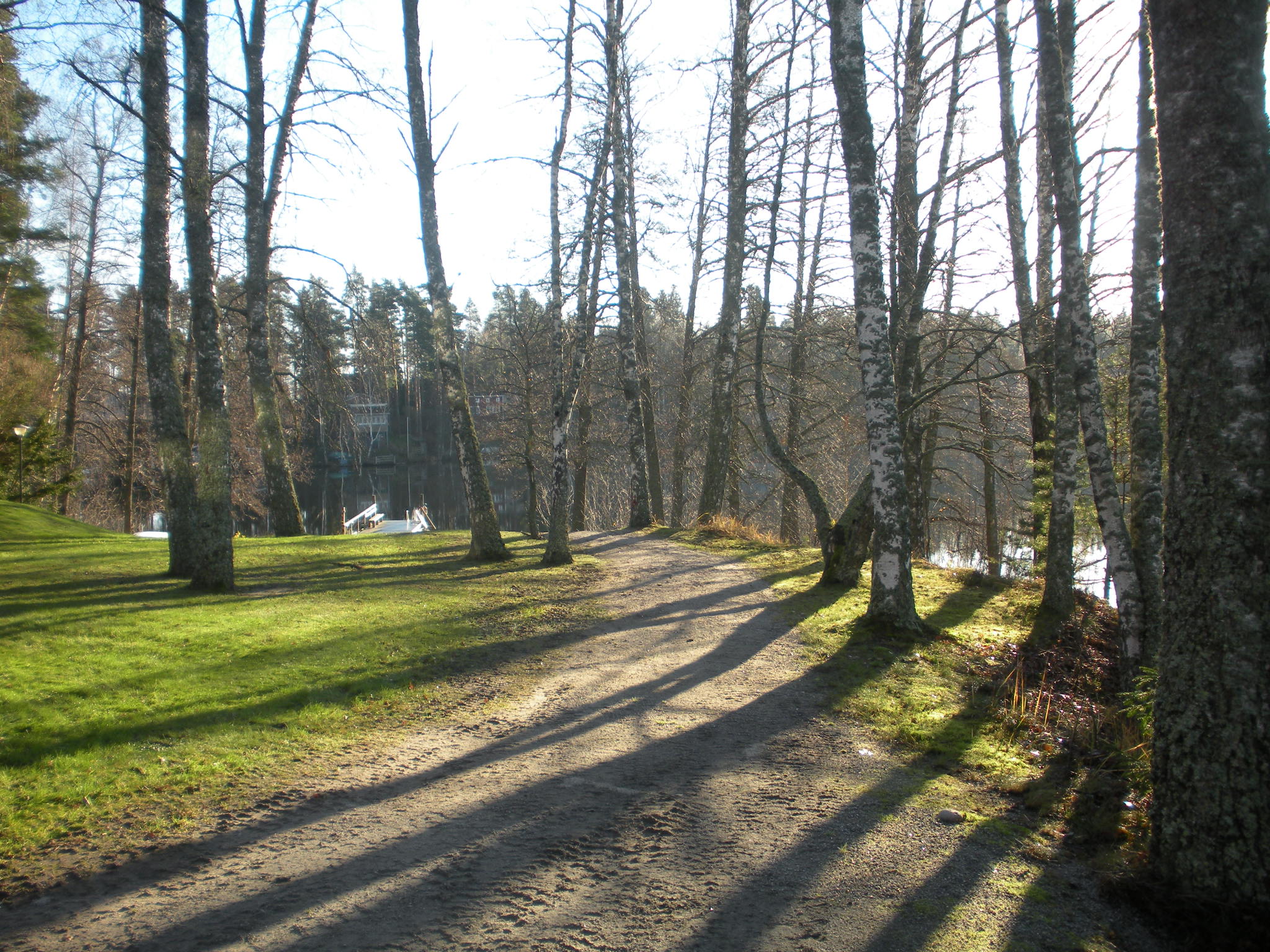 Koivut