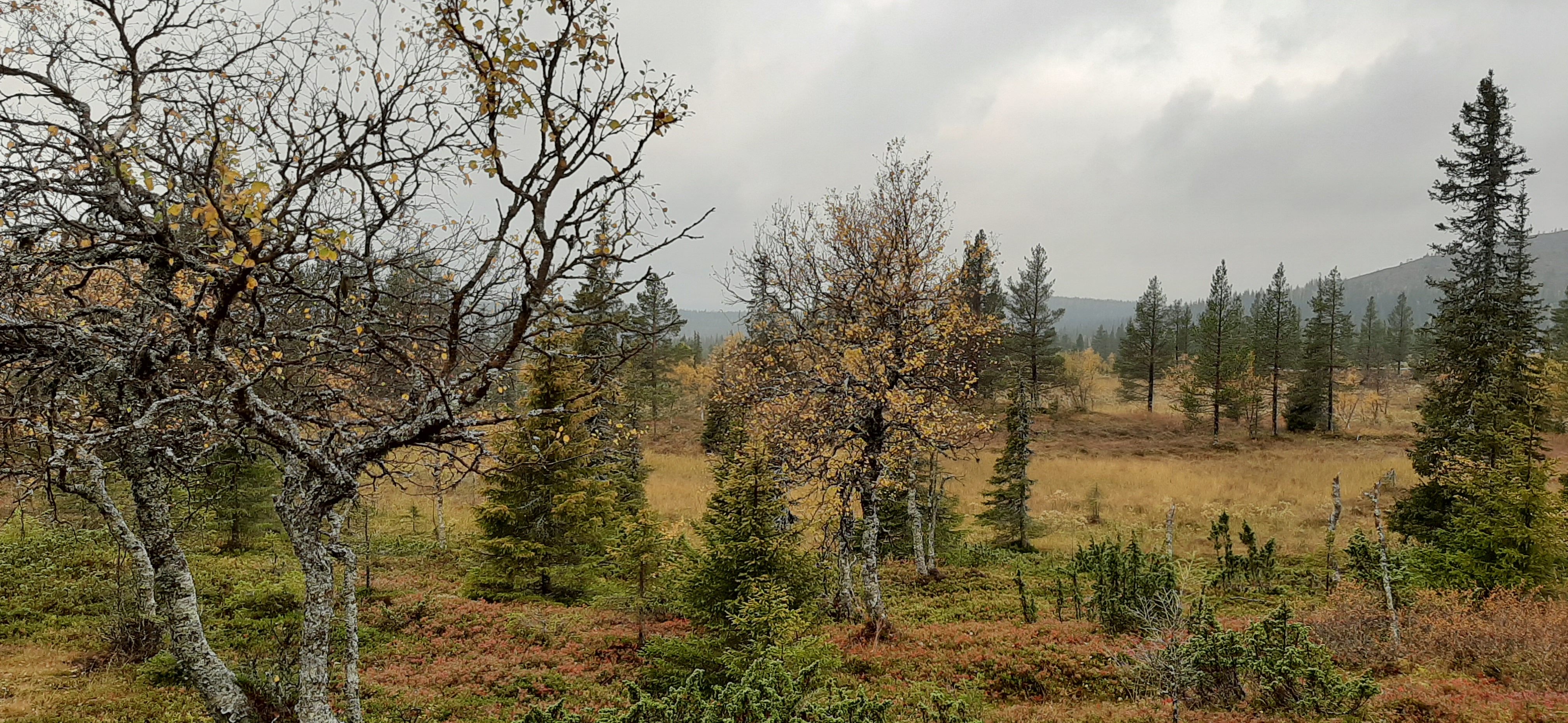 Ruskamatka