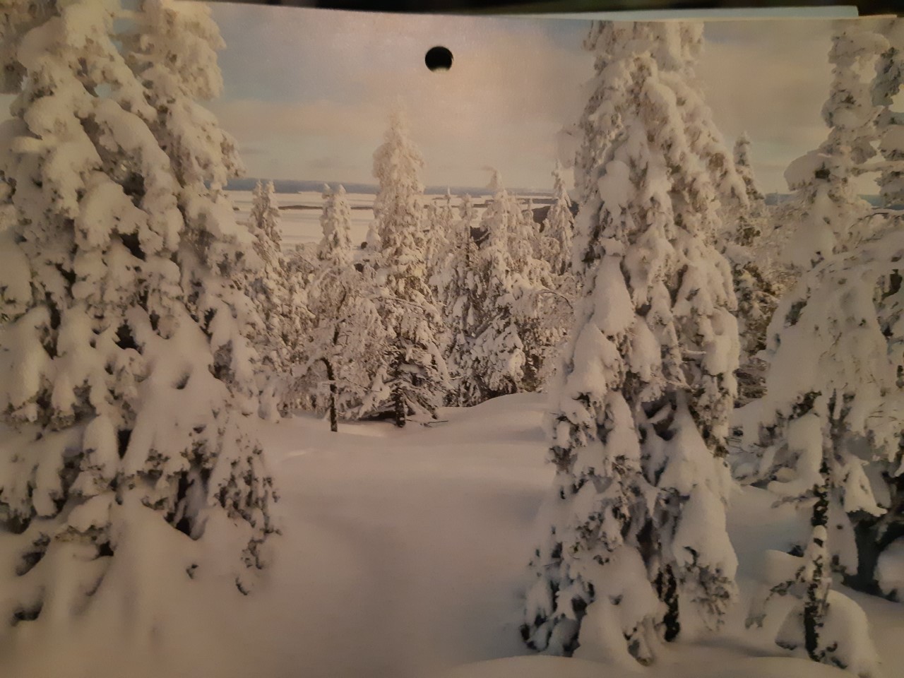 metsä