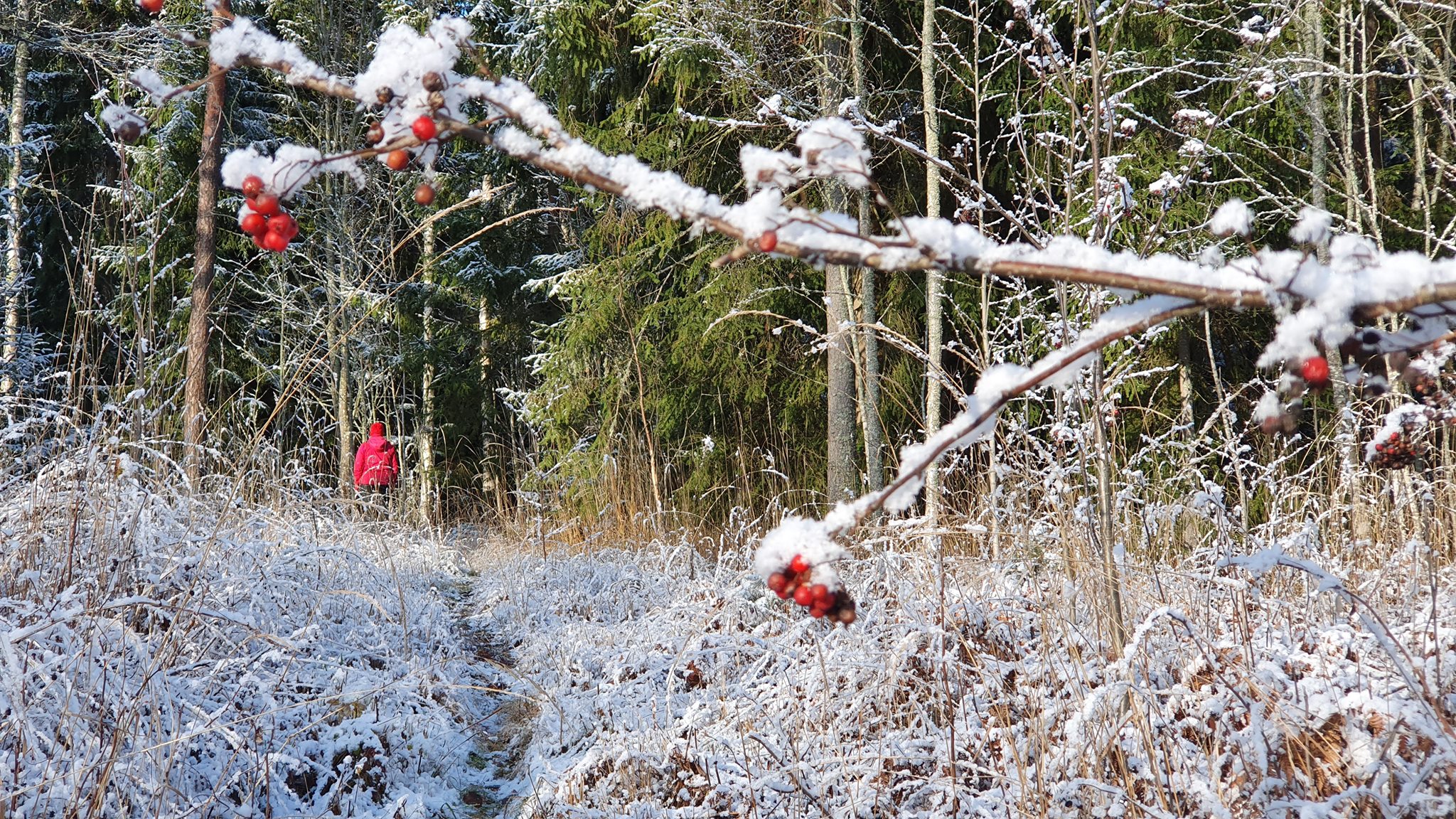 Huurteinen metsäpolku