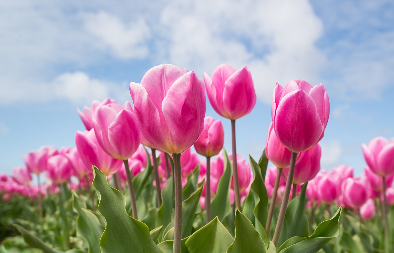 Tulppaanit