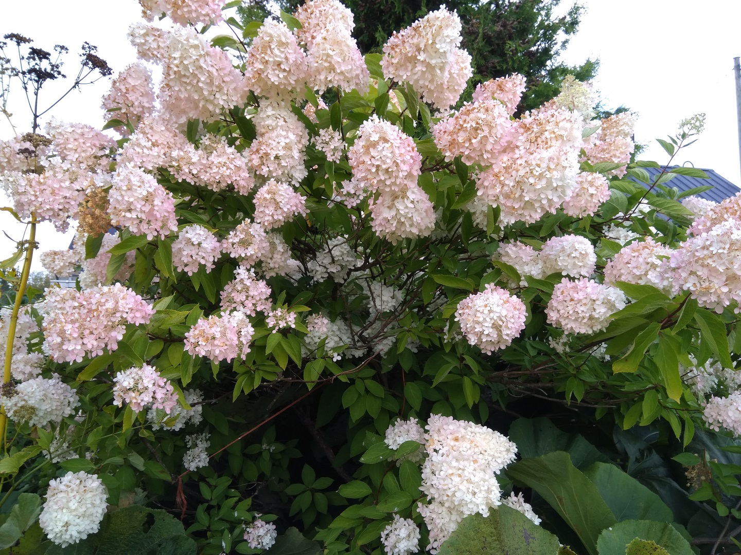 Syyshortensia täydessä kukassa.