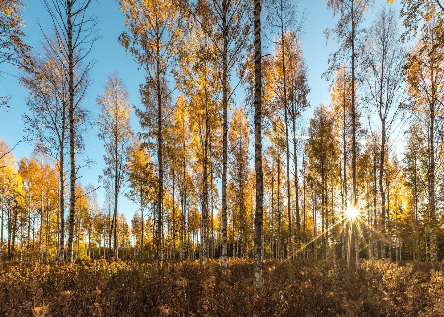 Syksyinen koivikko, jonka takaa aurinko paistaa lähes taivaanrannasta. Sininen taivas.