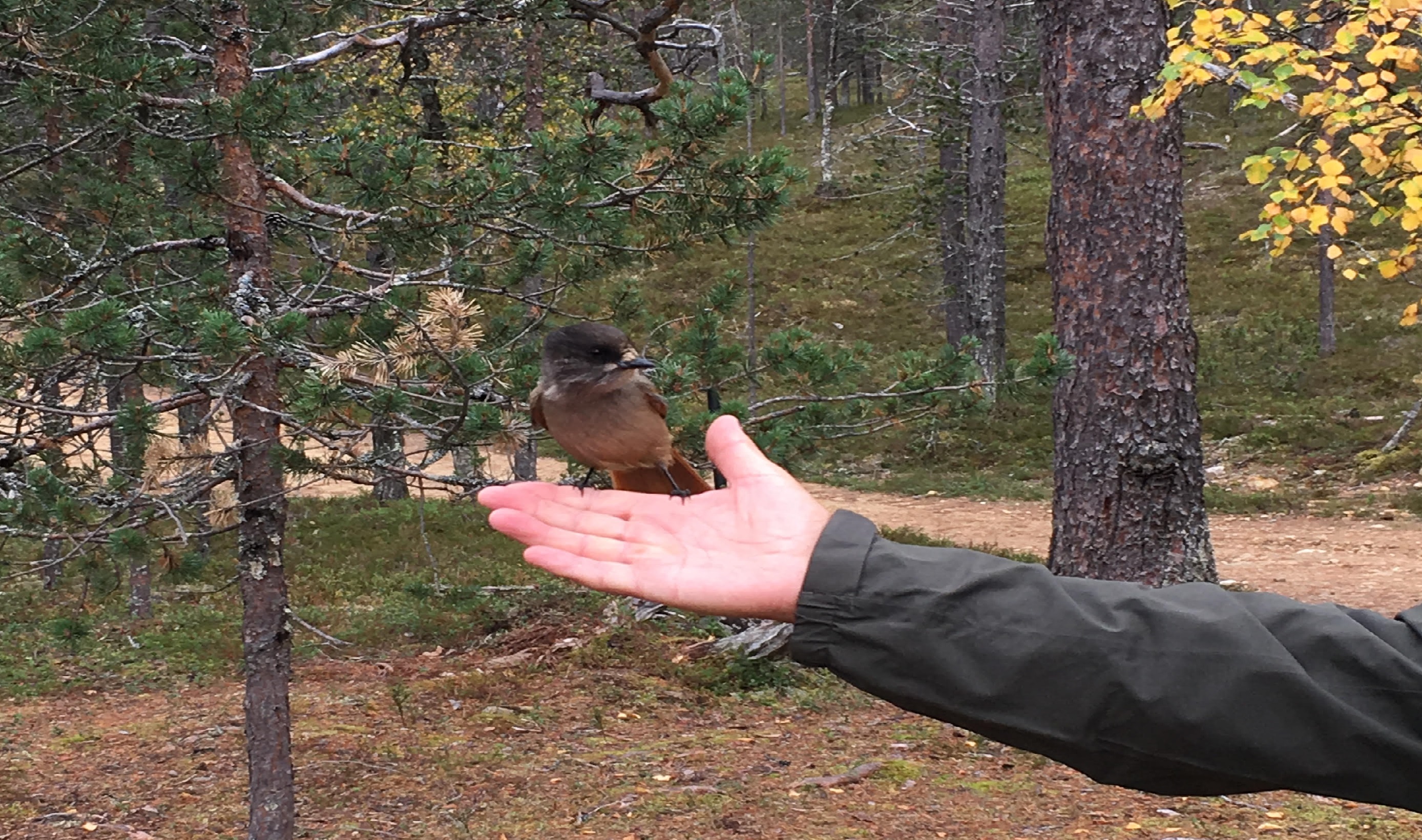 Kuukkeli kädessä