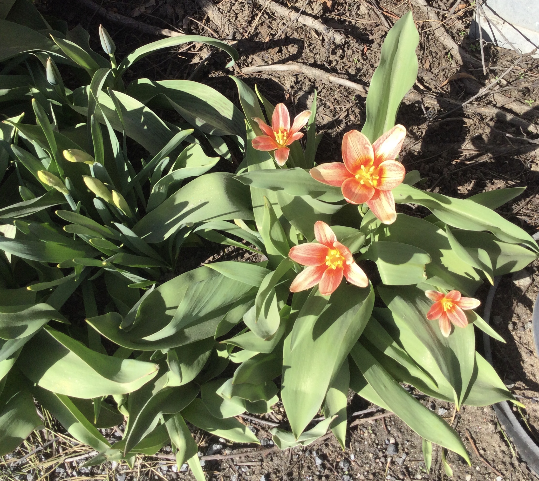 Tampere tulppaanit