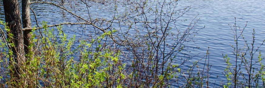 Järvenranta