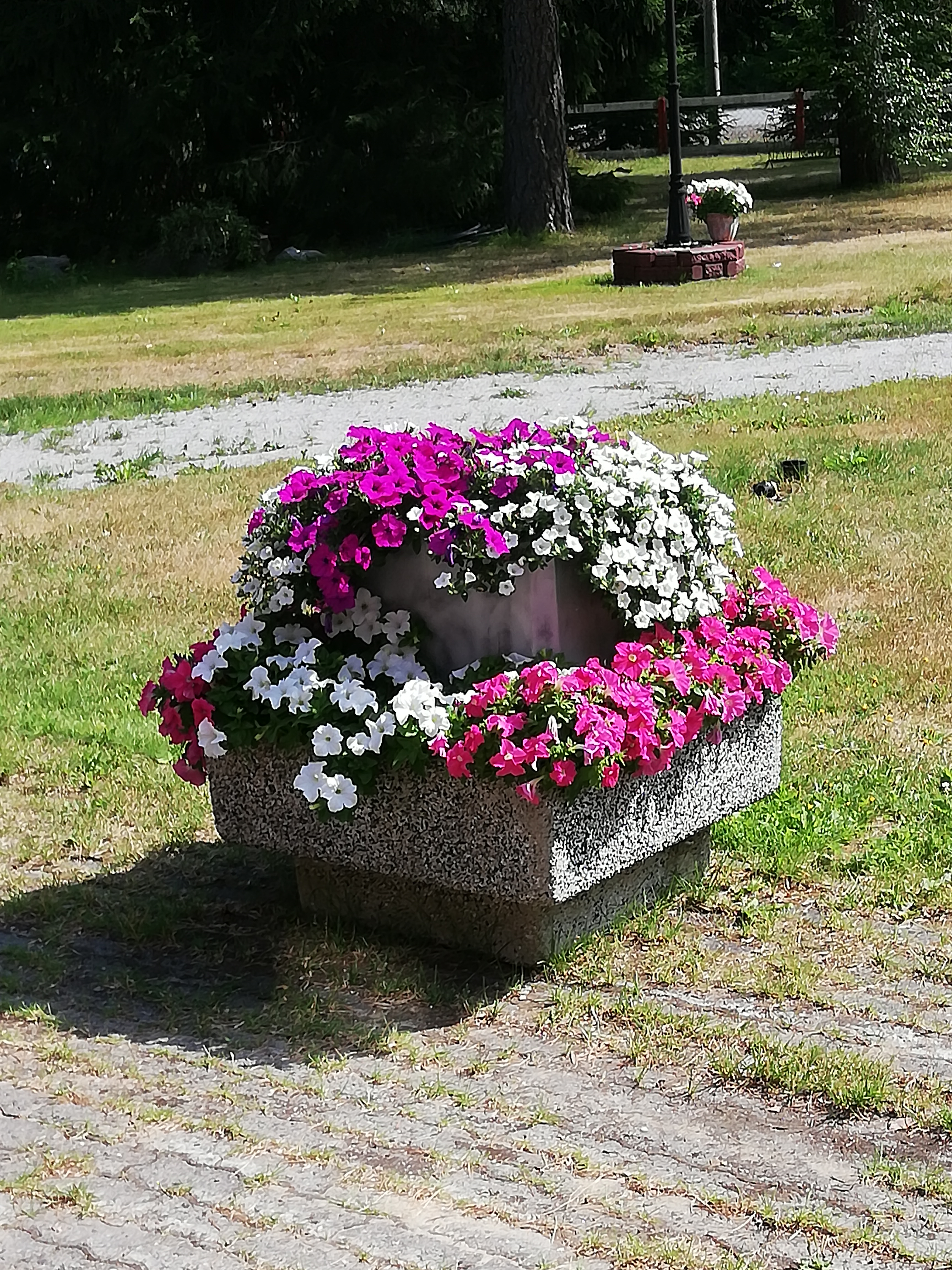 KukkaloistoA Kivijärven koulun pihalta Evijärvellä