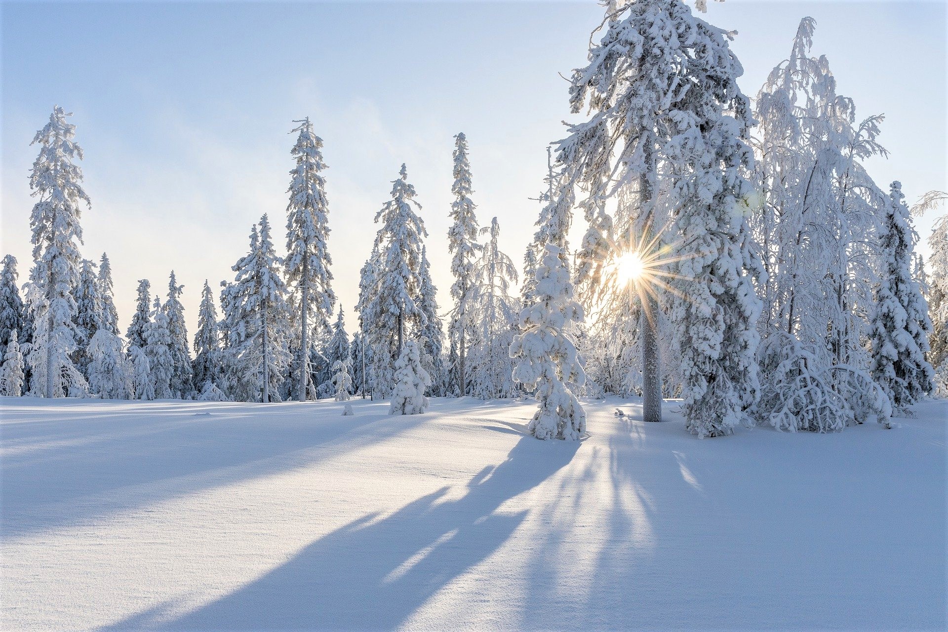 Tykkilumiset puut