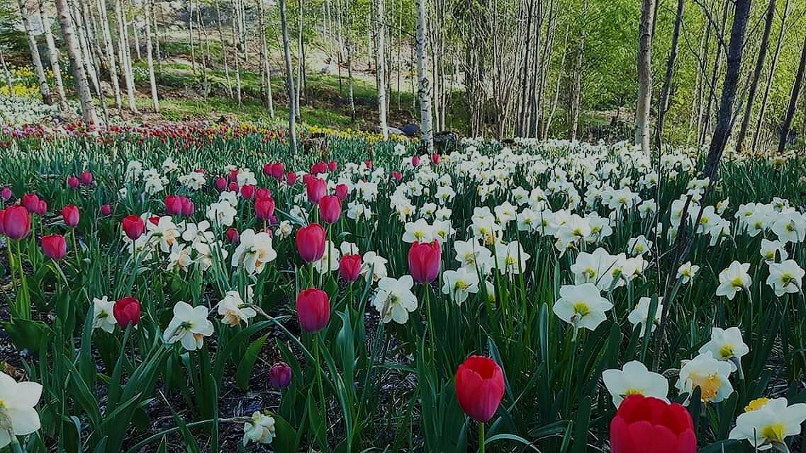 Tulp+nar
