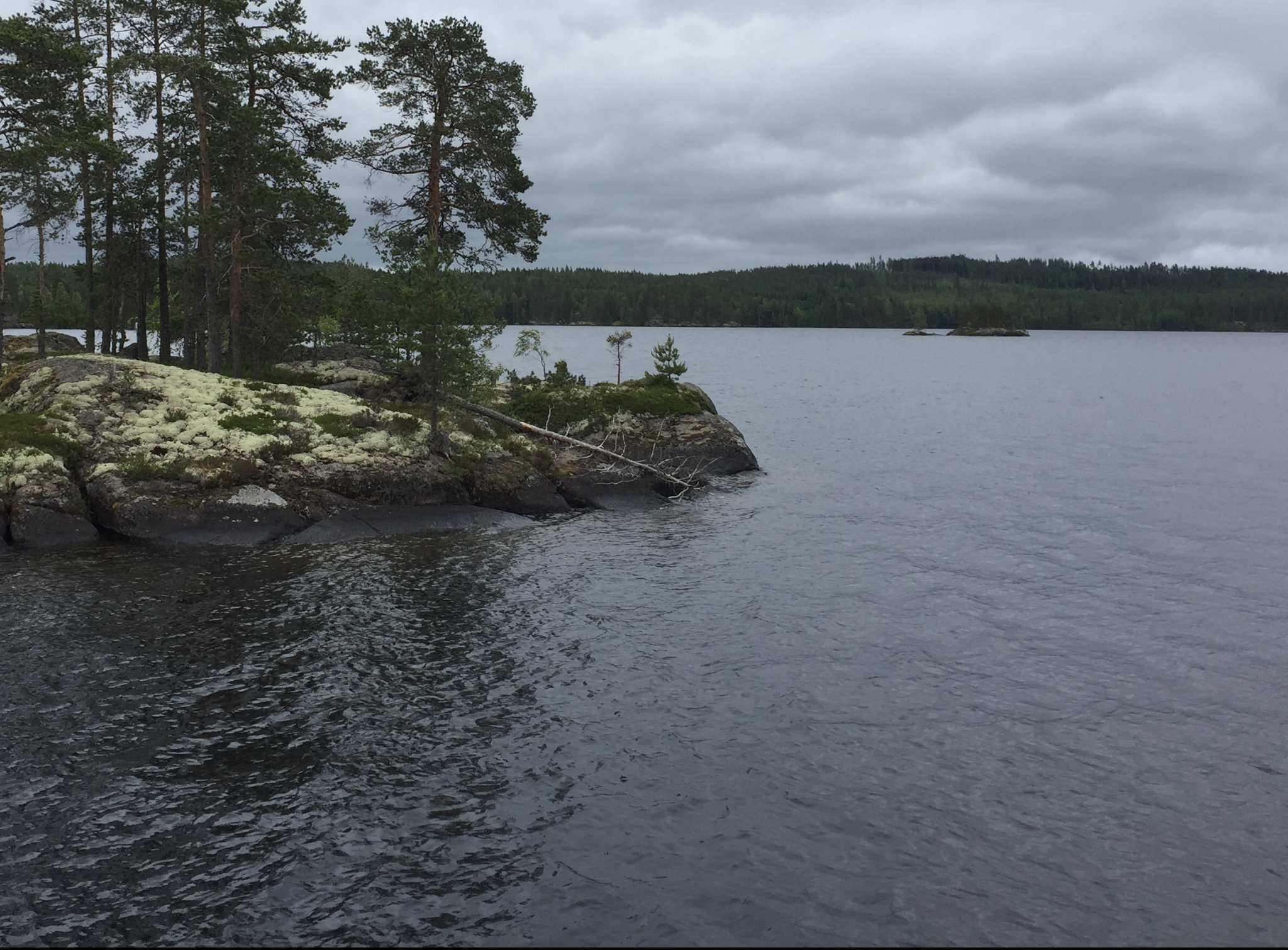 Saari