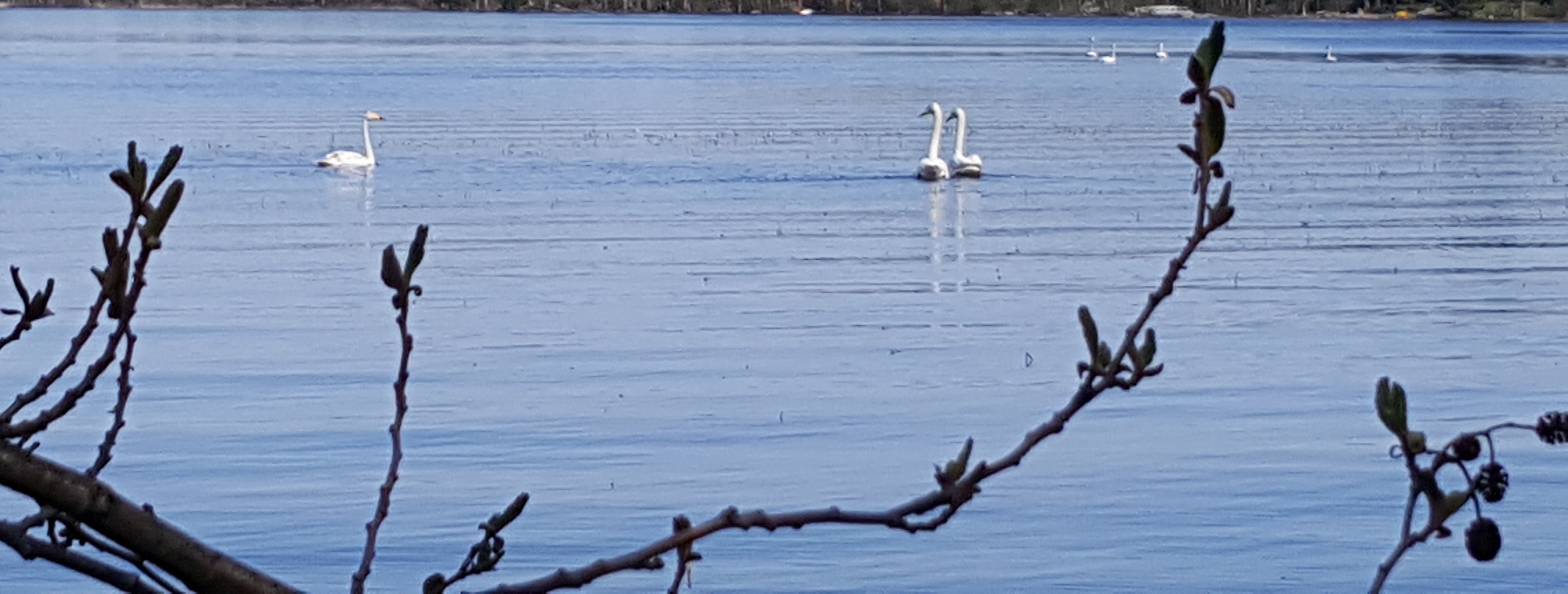 Joutseniaä järvell