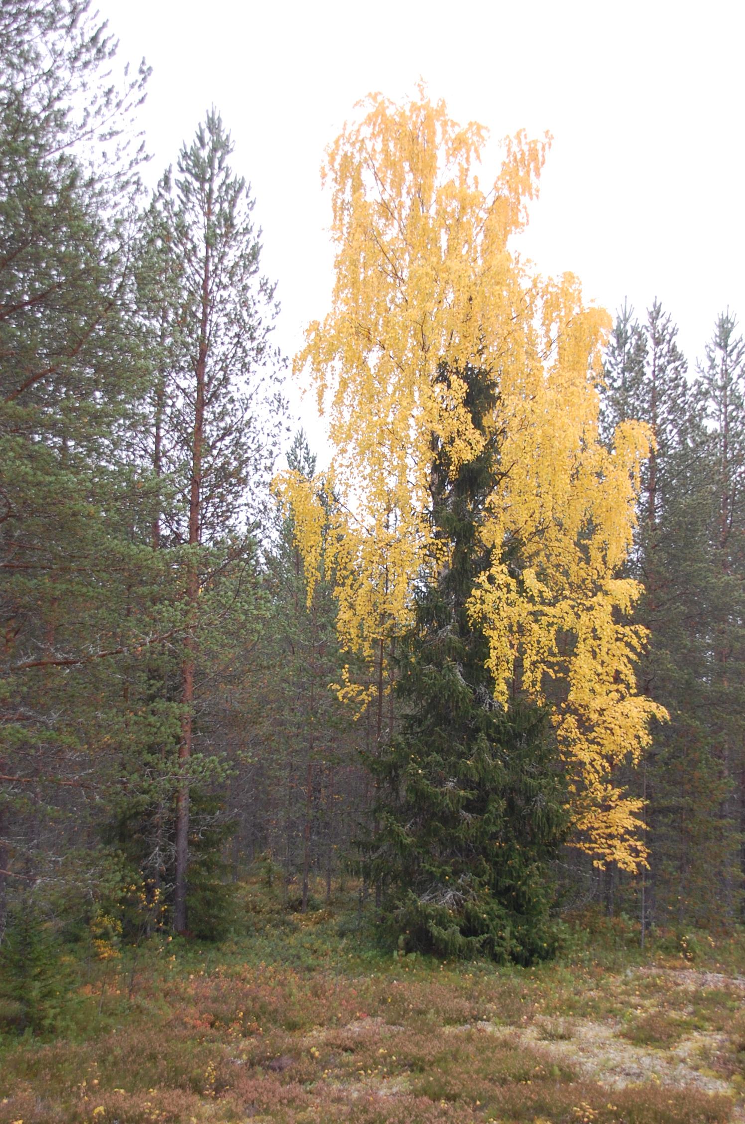 ruskakoivu