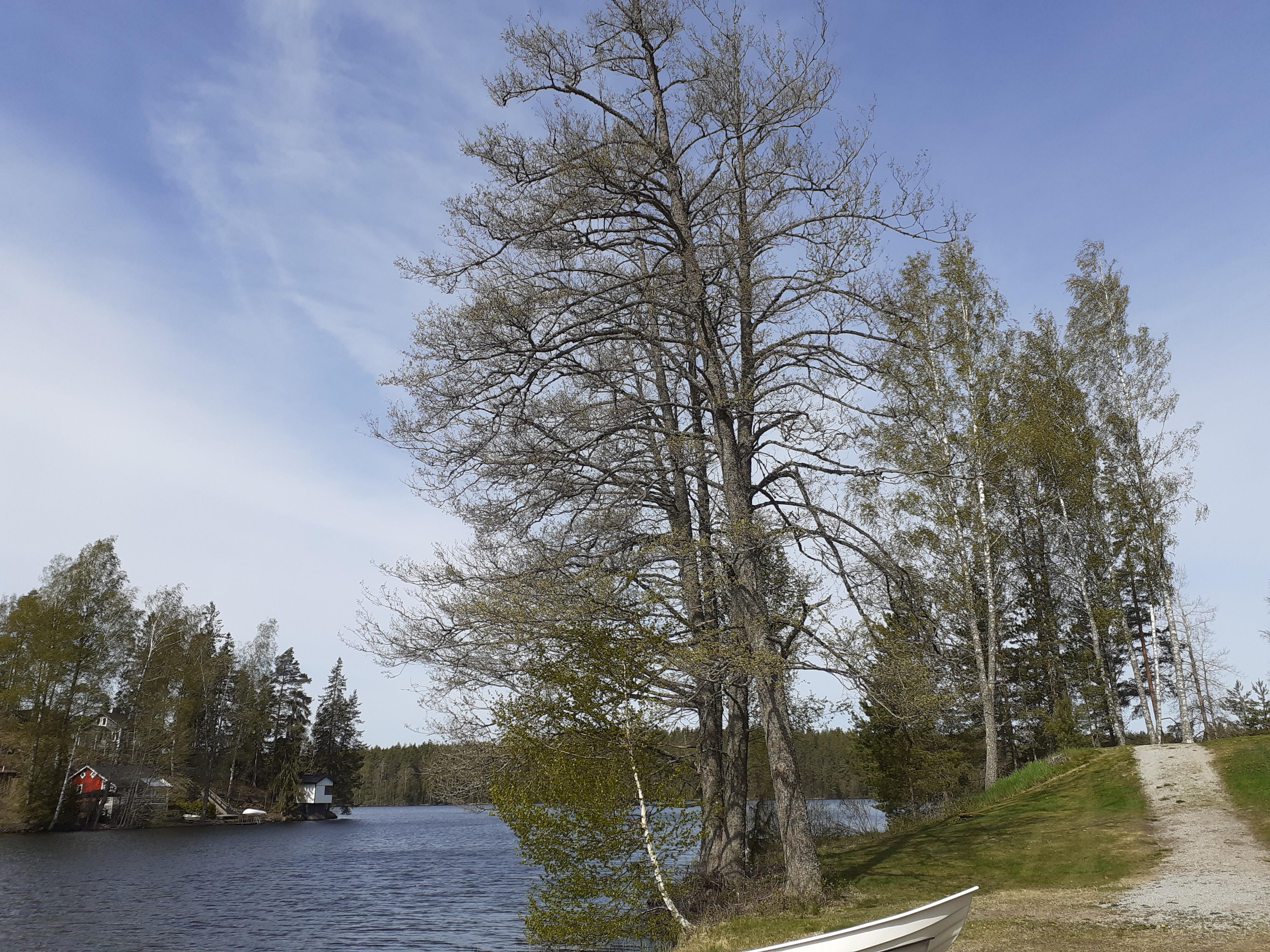 Toukokuinen maisema