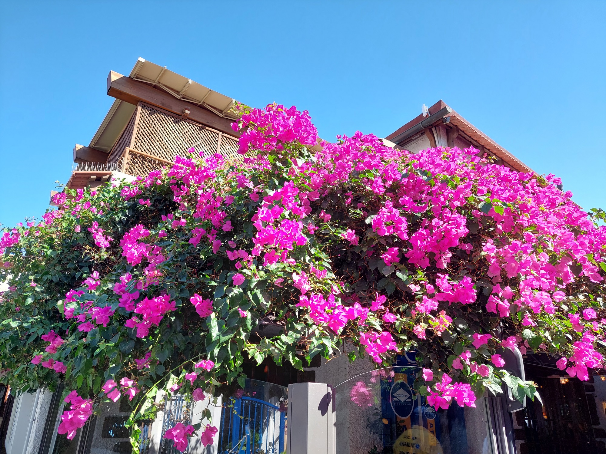 Bougainville10
