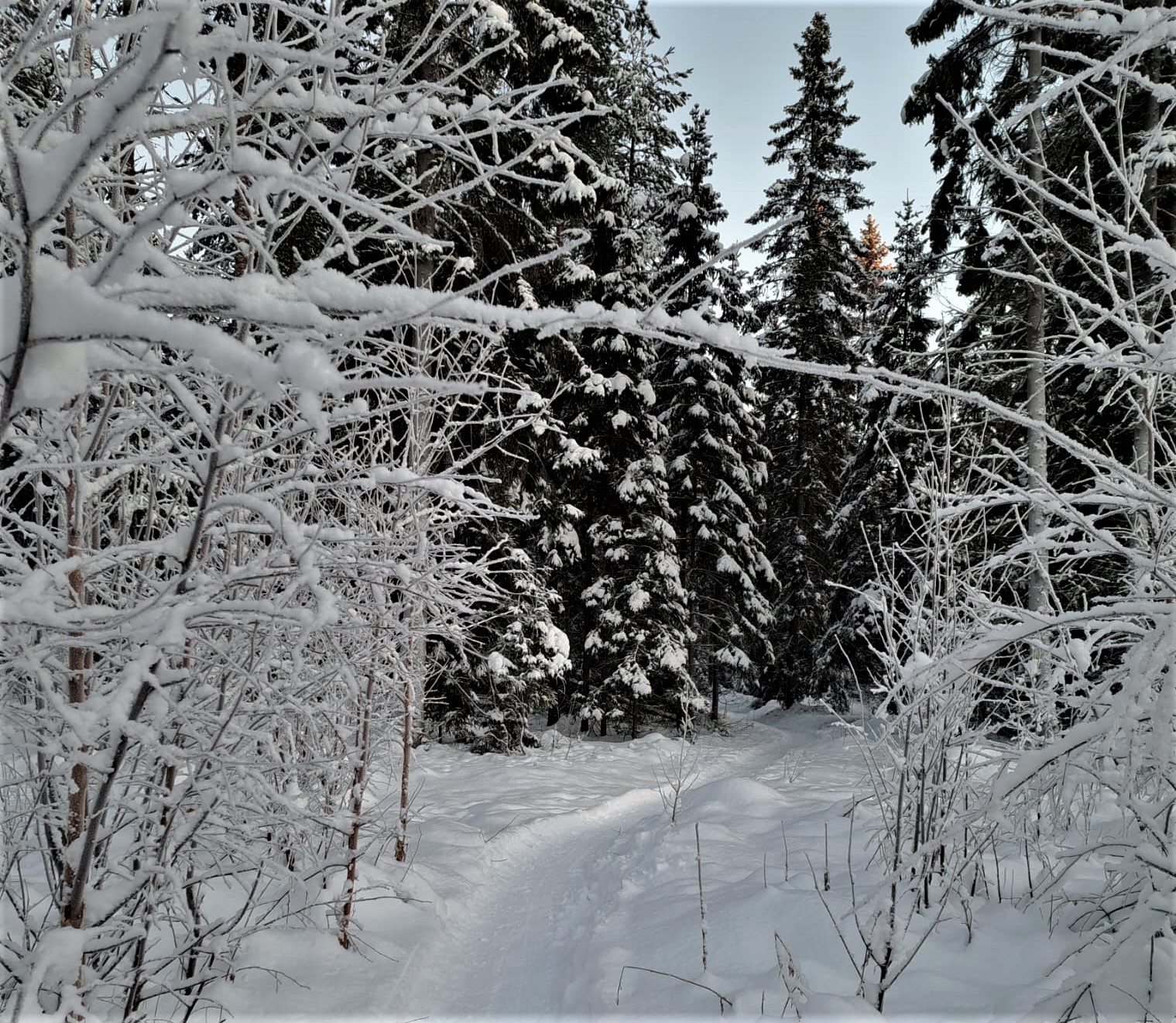 talvipolku