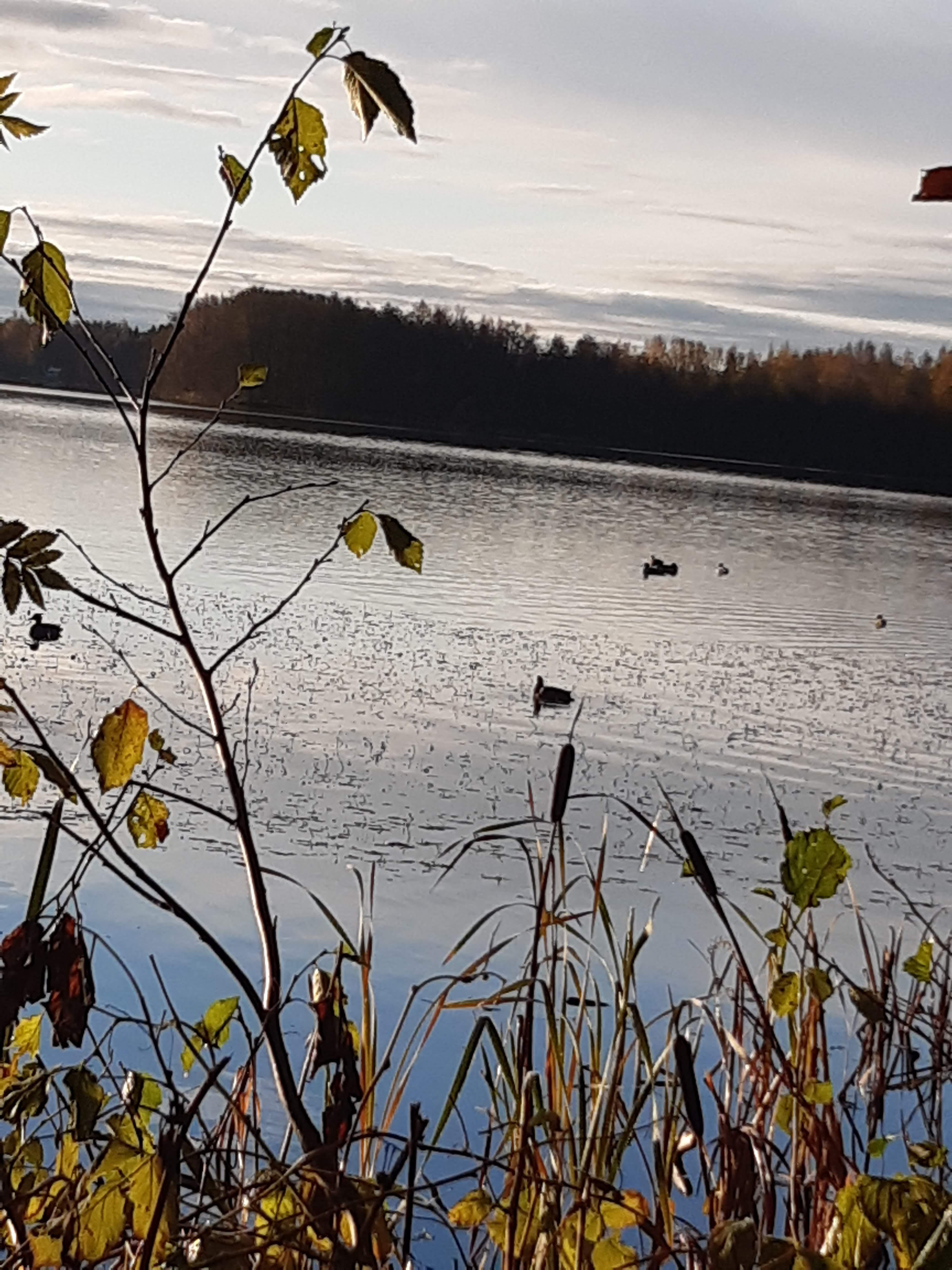 Järvimaisema syksyllä