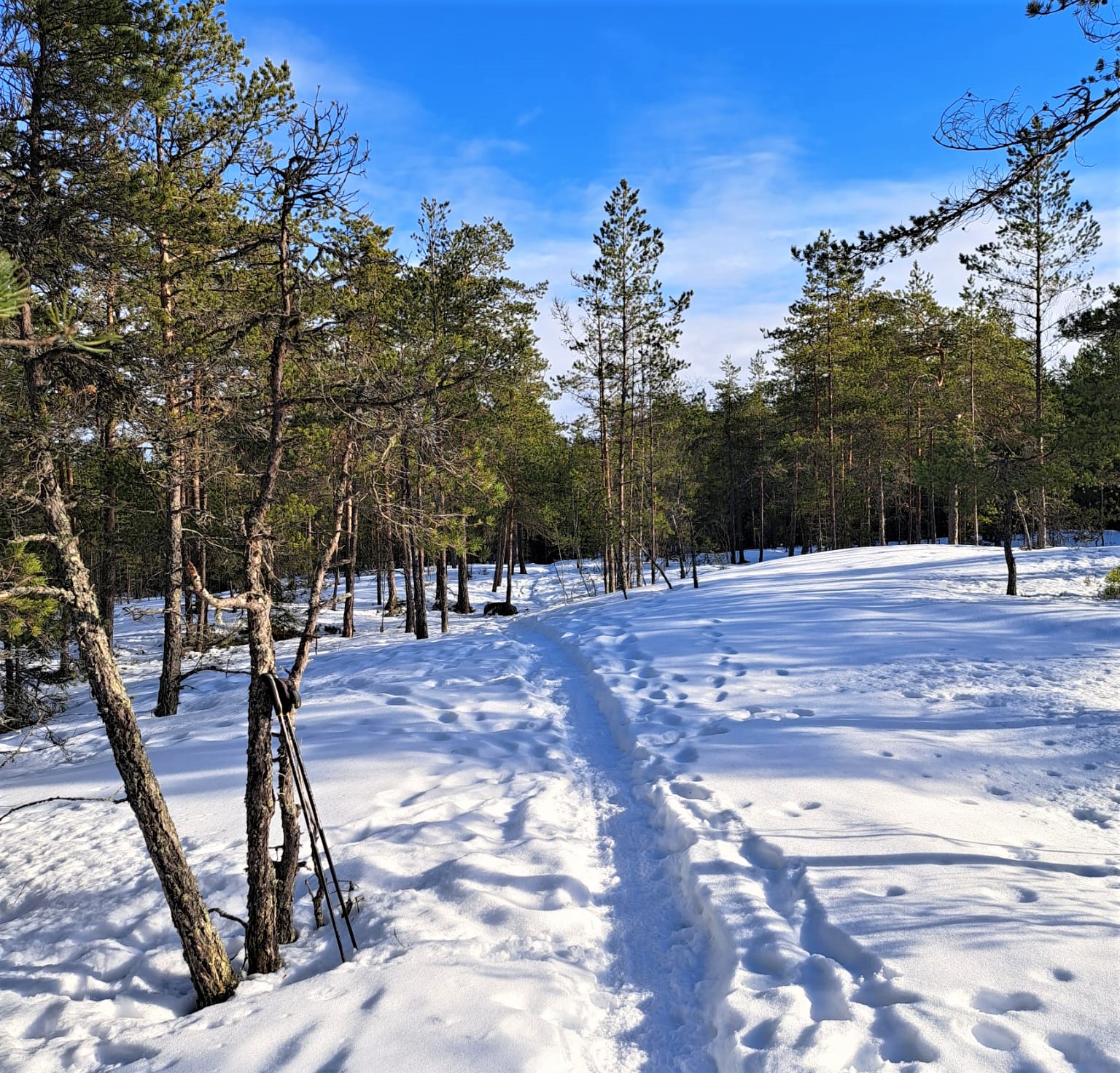 talvipolku