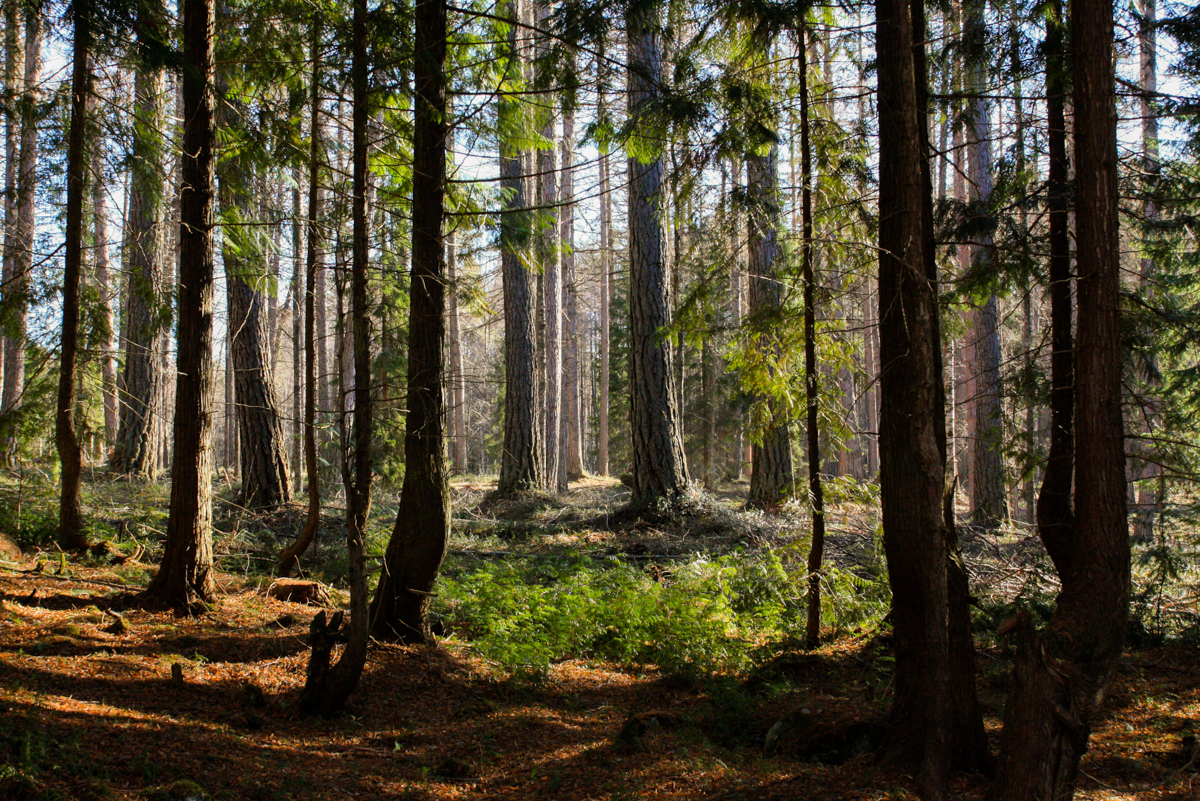 Metsätaitokilpailut Jurvassa 9.5