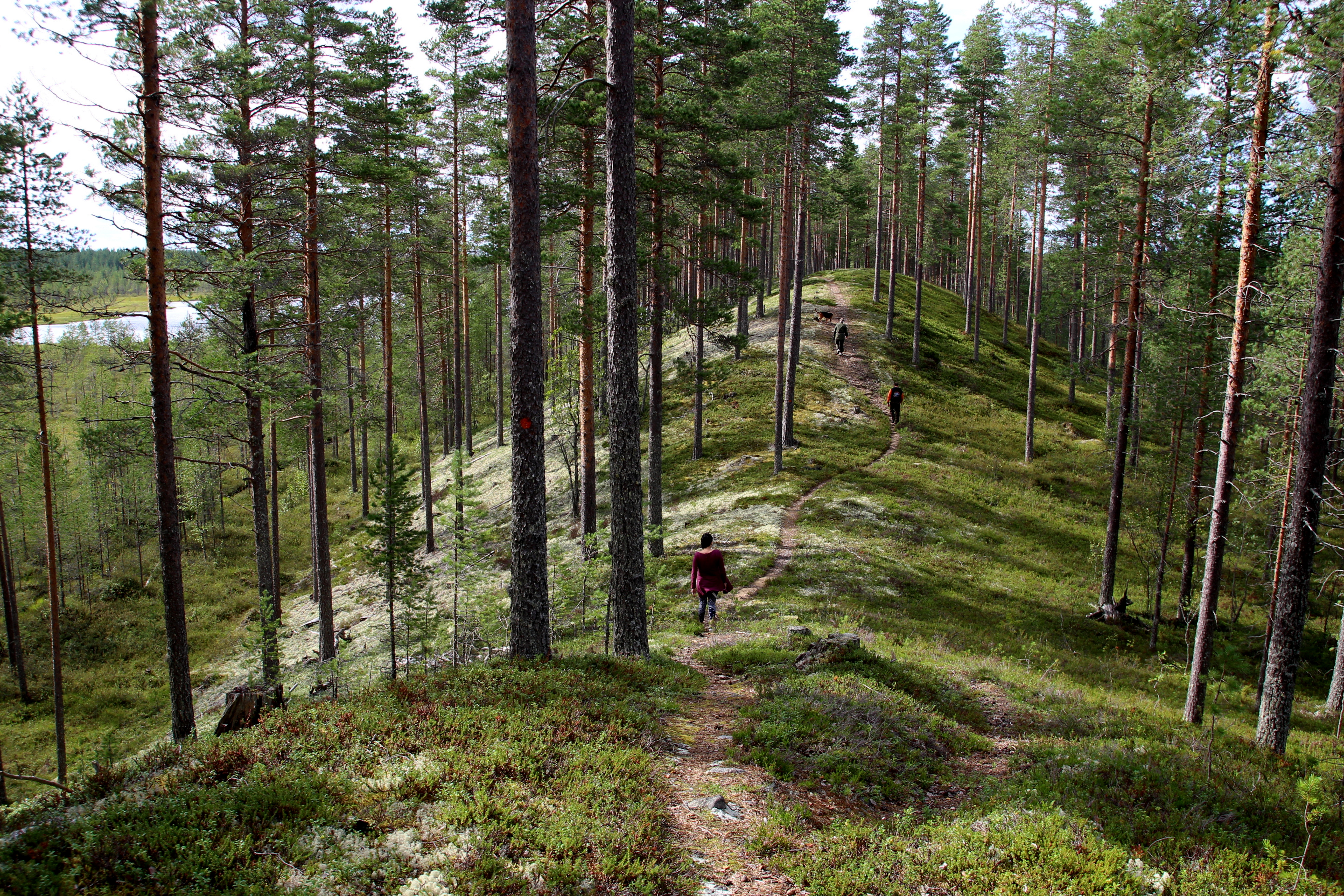 Metsä