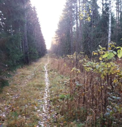 kävely 1.11