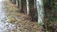 Kävely 29.11