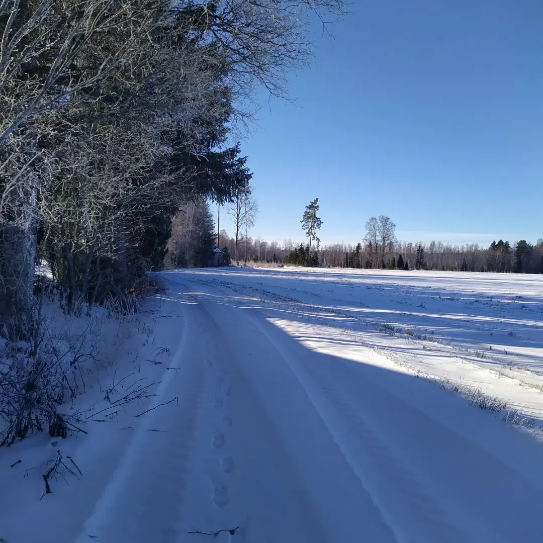 talvimaisema_tammela