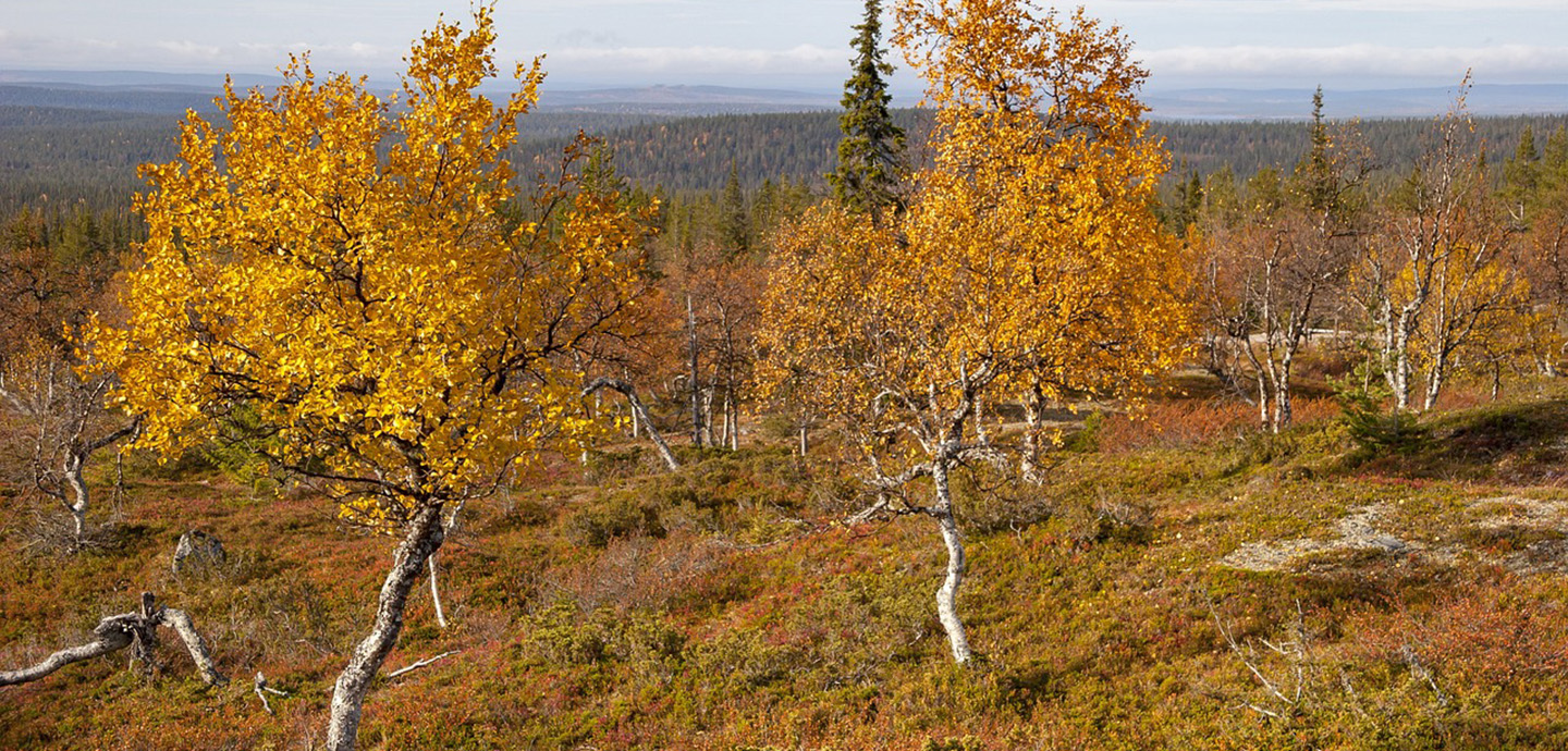 ruska