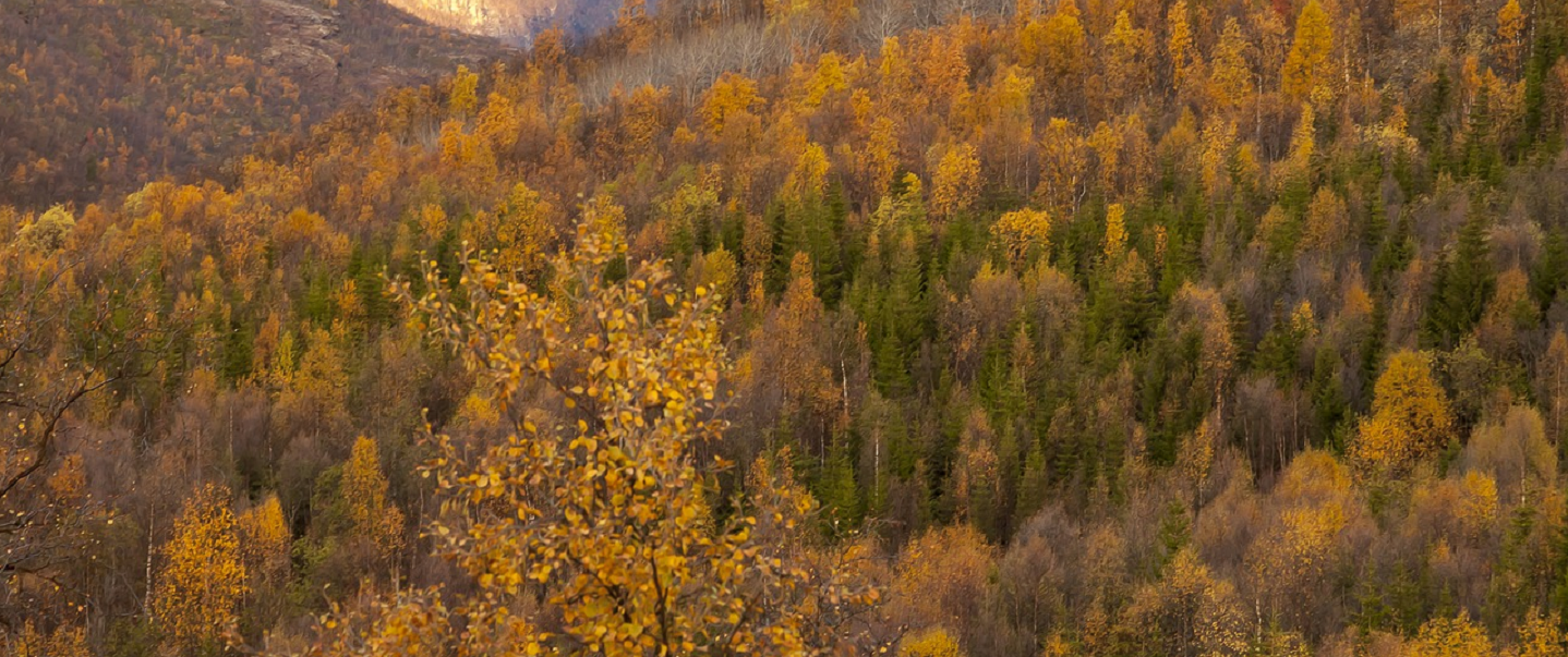 Ruskamaisema