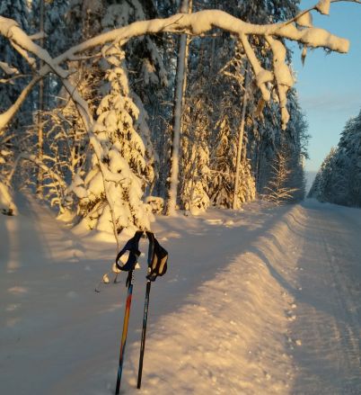 sauvakävelyä/kävelyä 14.02. 3