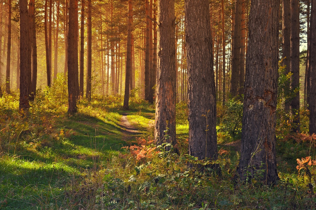 metsä