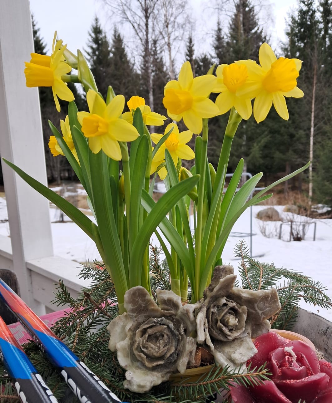 pääsiäislilja