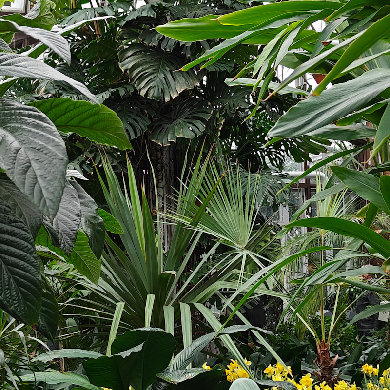 Talvipuutarha.