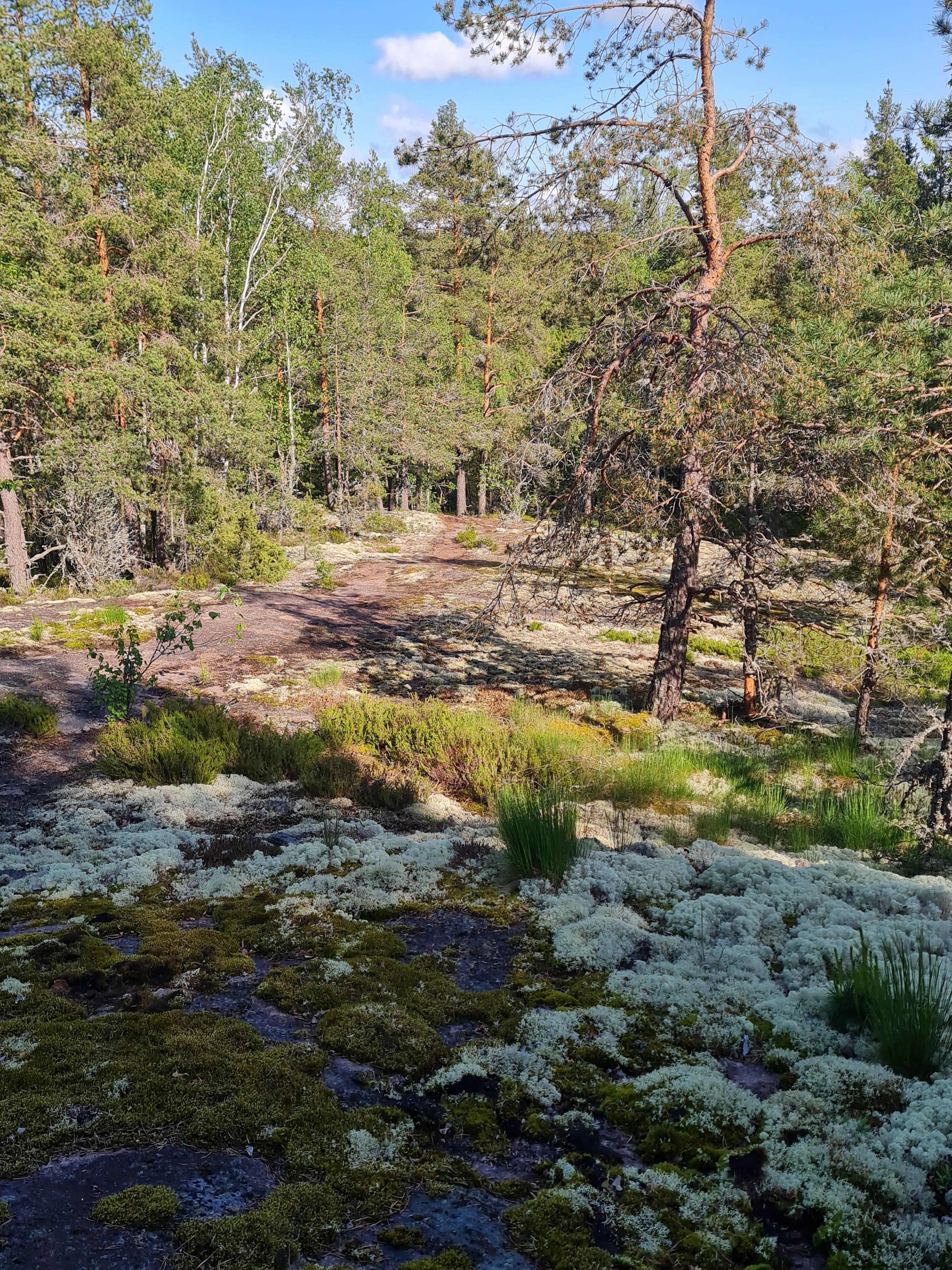 Lenkillä
