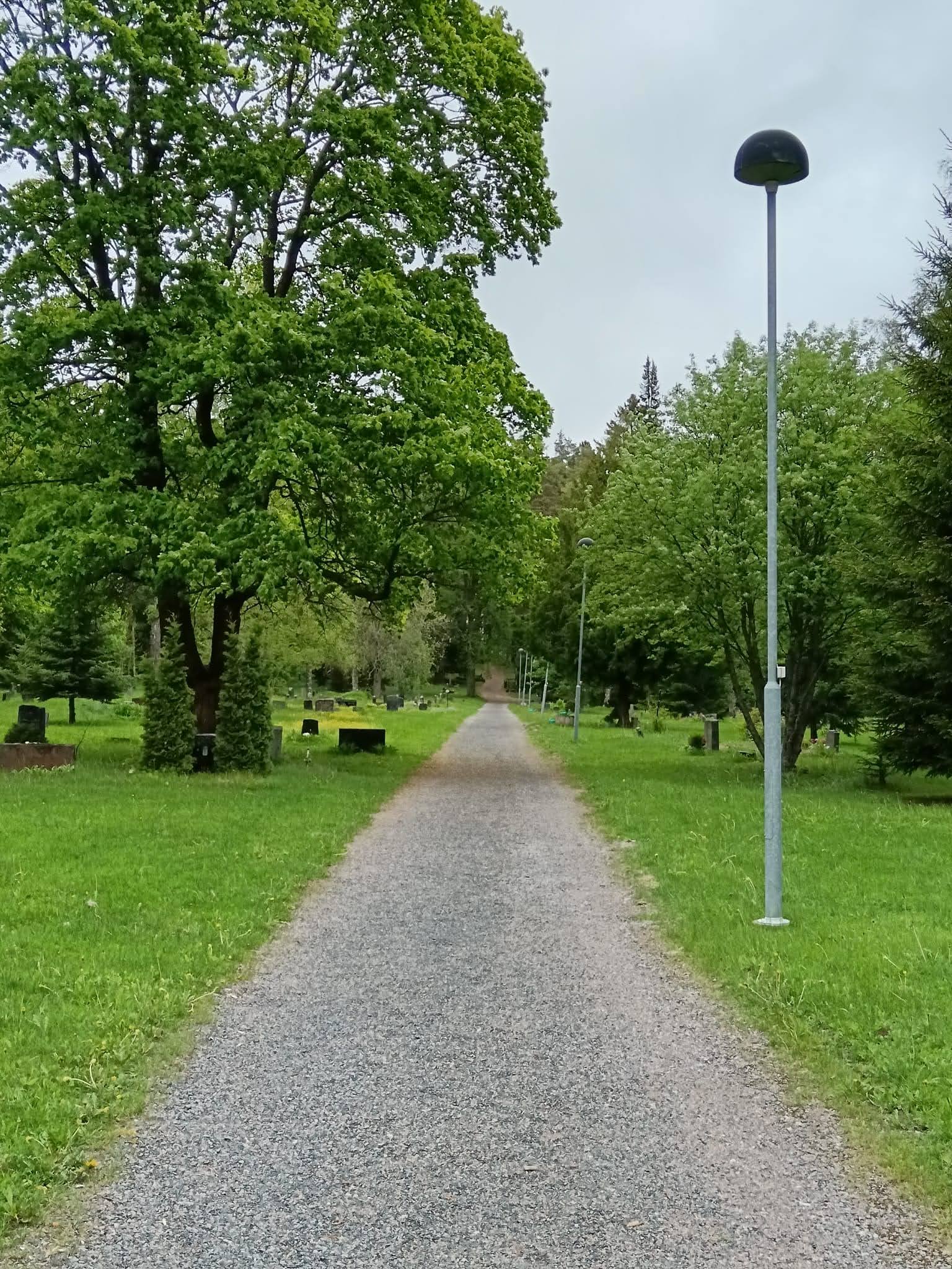 Kotipihlaja