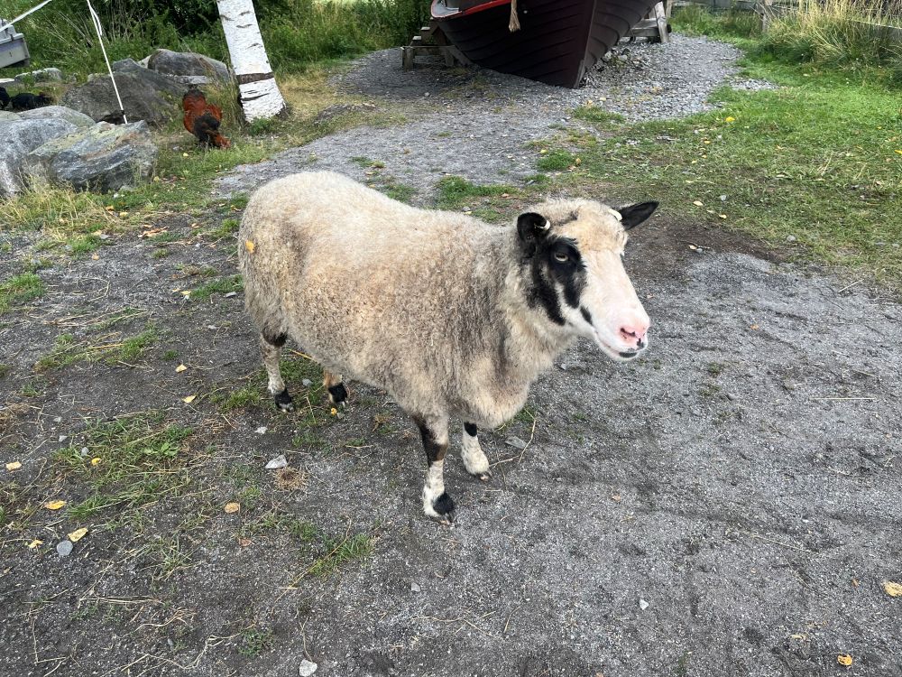 Lammas kaipasi rapsatuksia