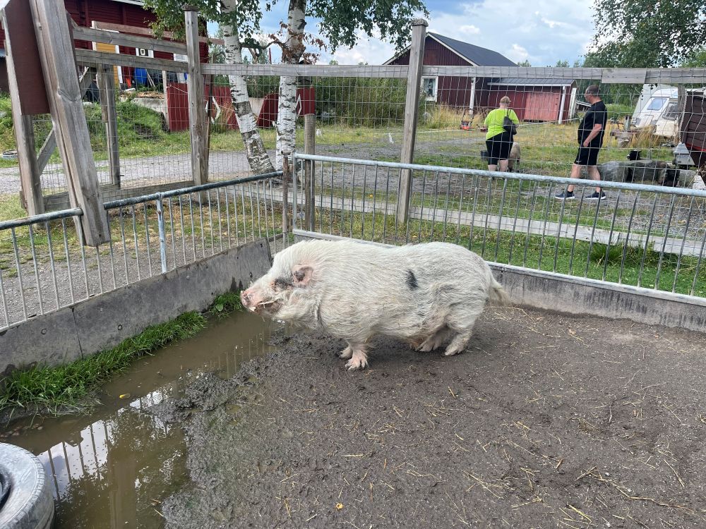 Ihana valkoinen possu