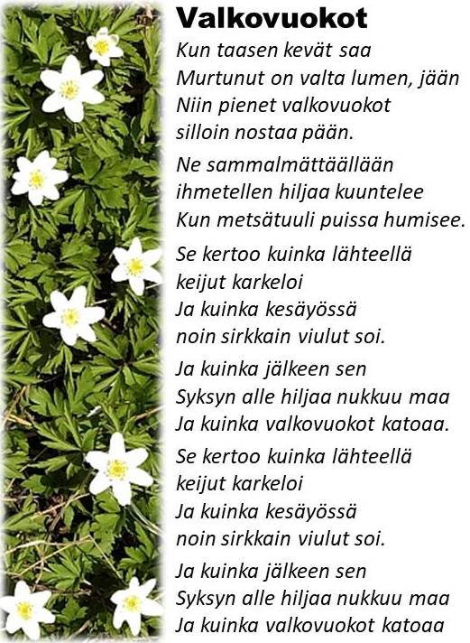 valkovuokko