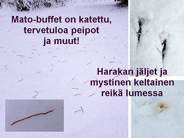 lierot