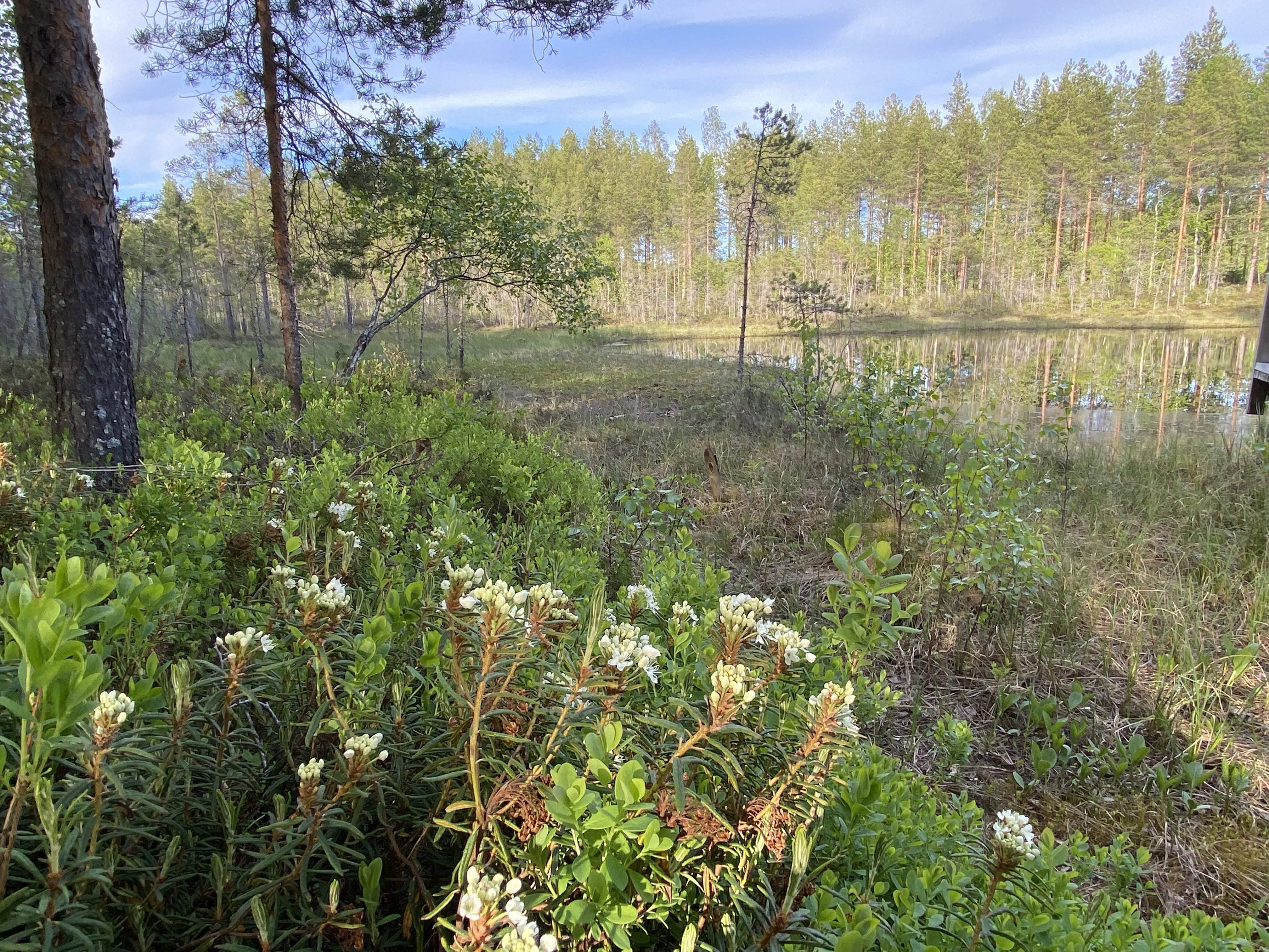 Silmäjärven ma