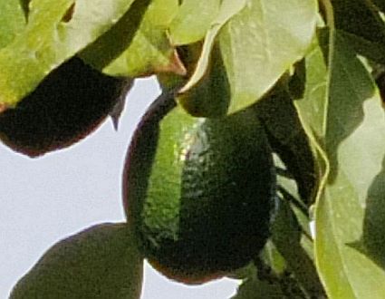 avokado