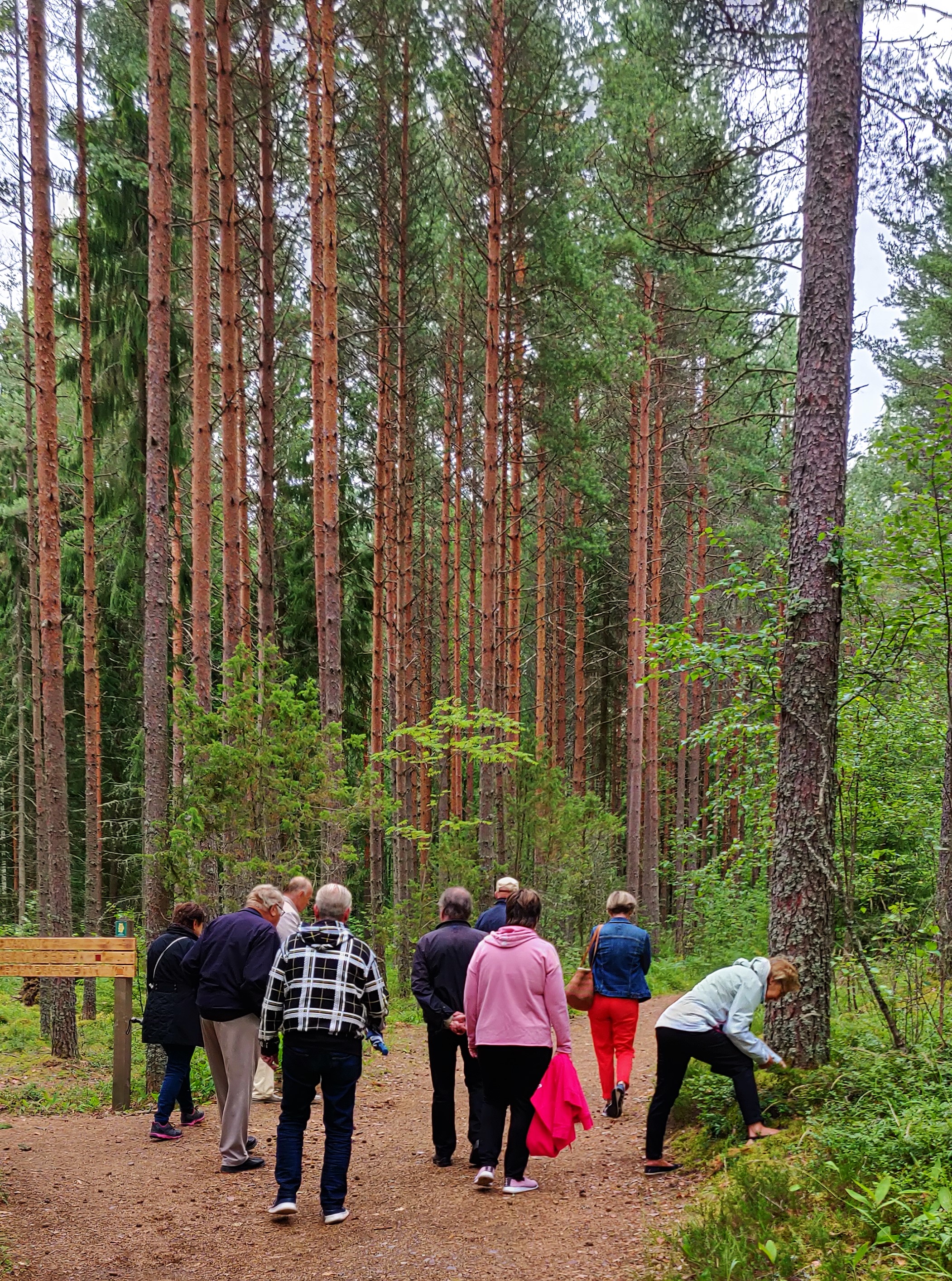METSÄLENKKI