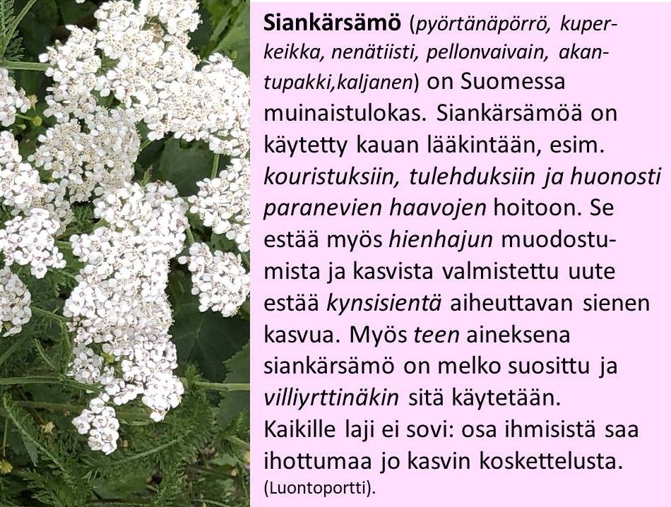 siankärsämö