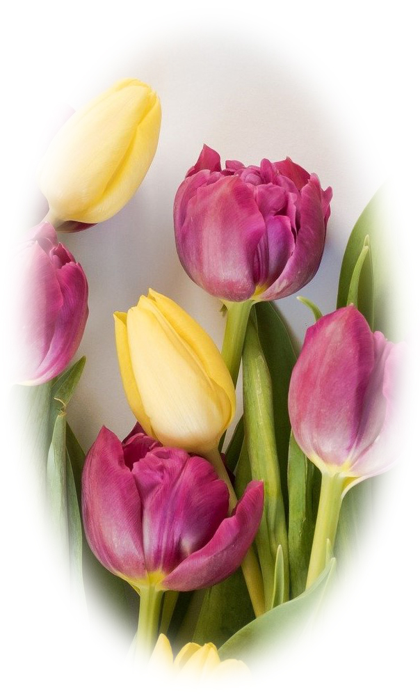 tulp5