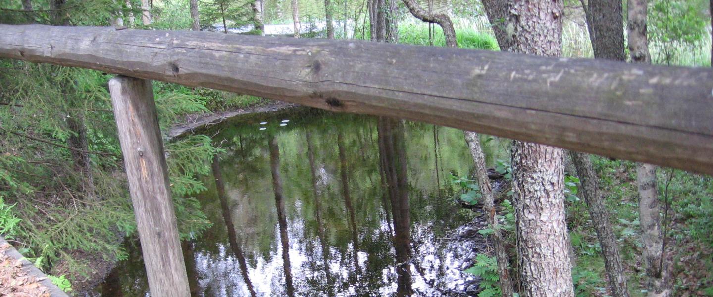 maisema metsätien varrella