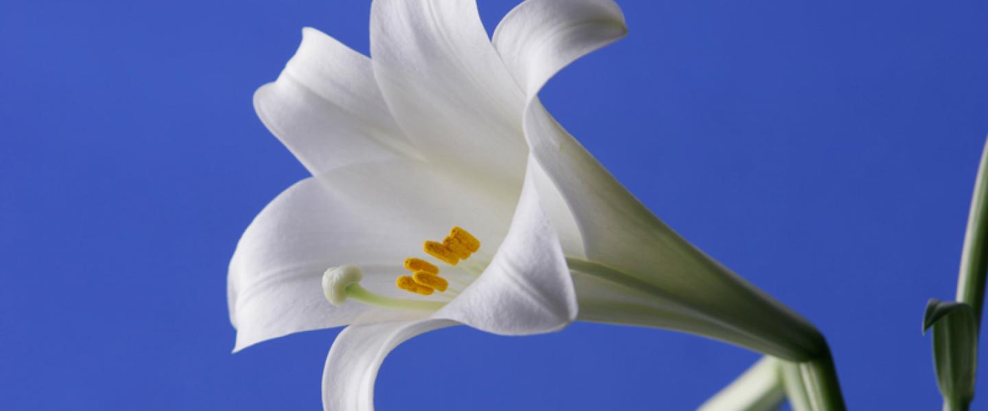 Snisellä pohjalla kaunis valkoinen liljan kukka