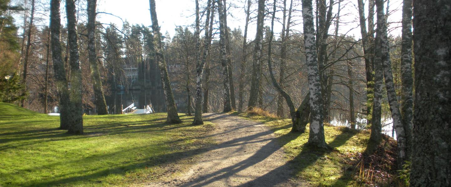 Koivut