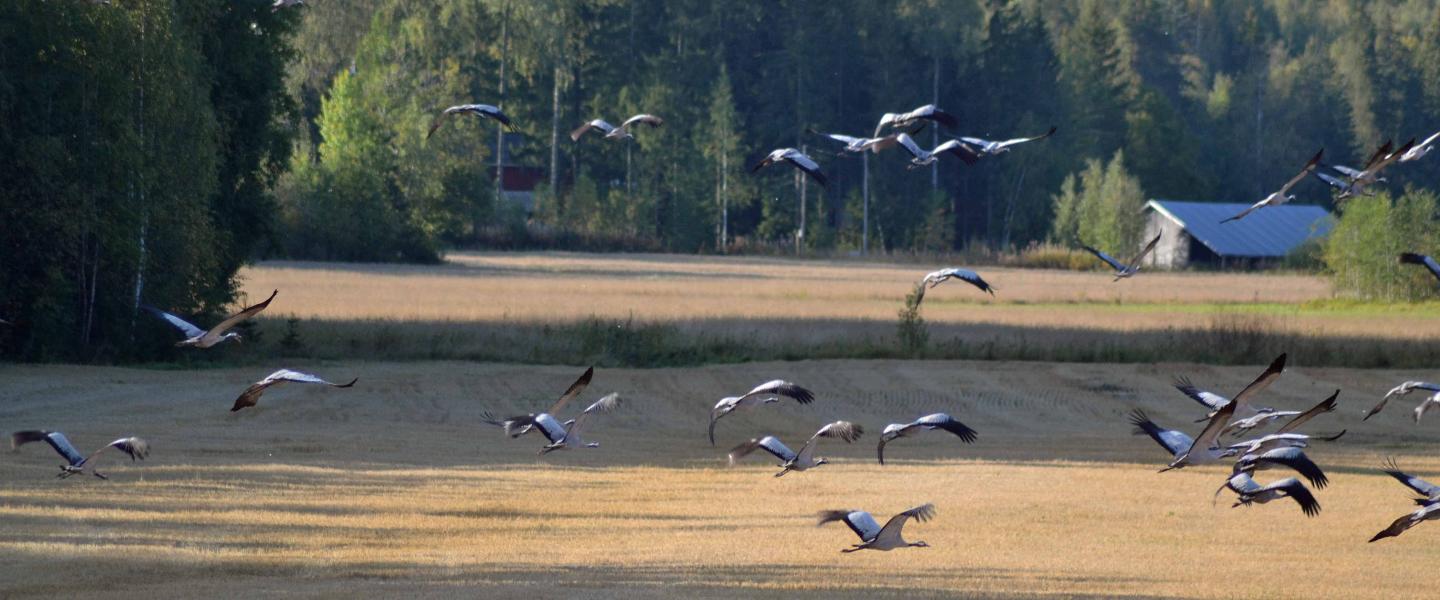 Kurjet lähdössä