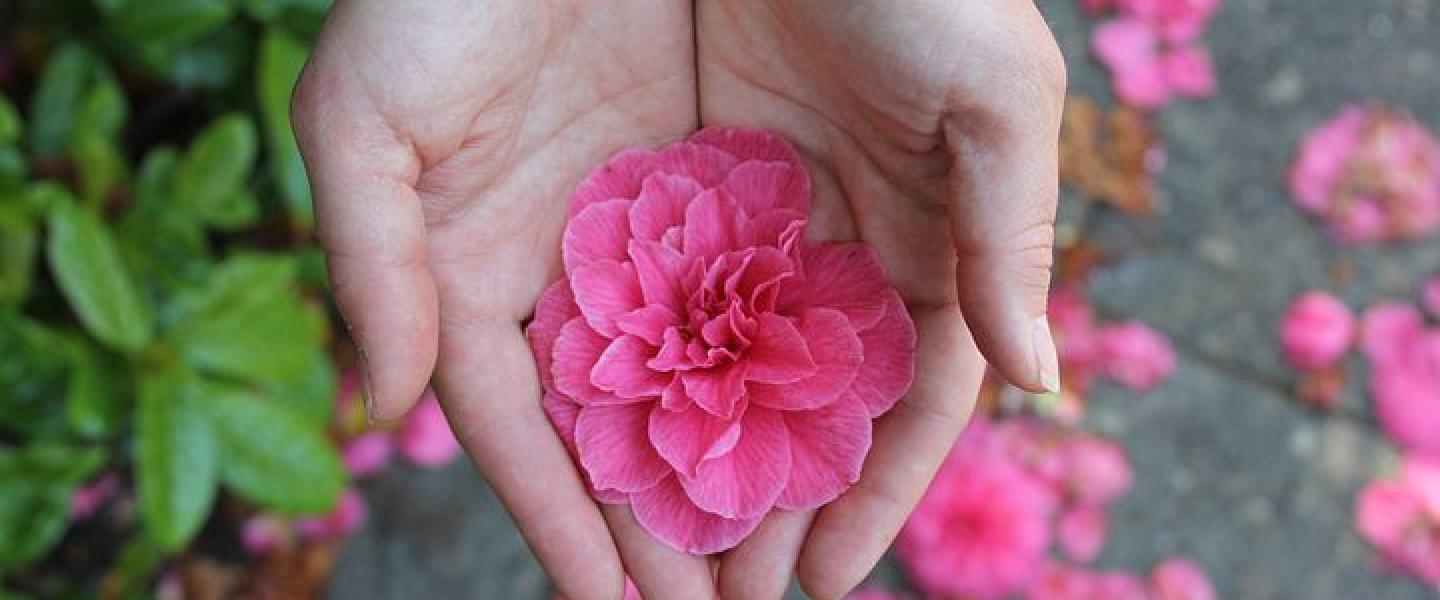 kämmenellä pinkki kukkanen