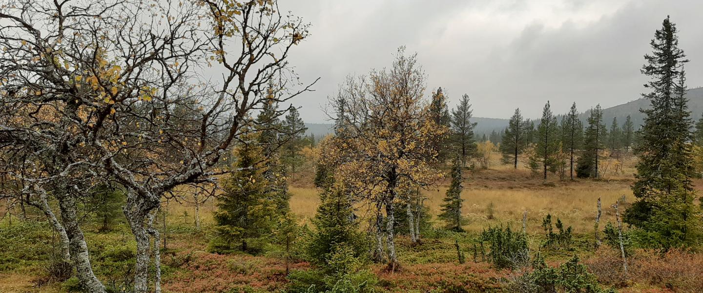Ruskamatka